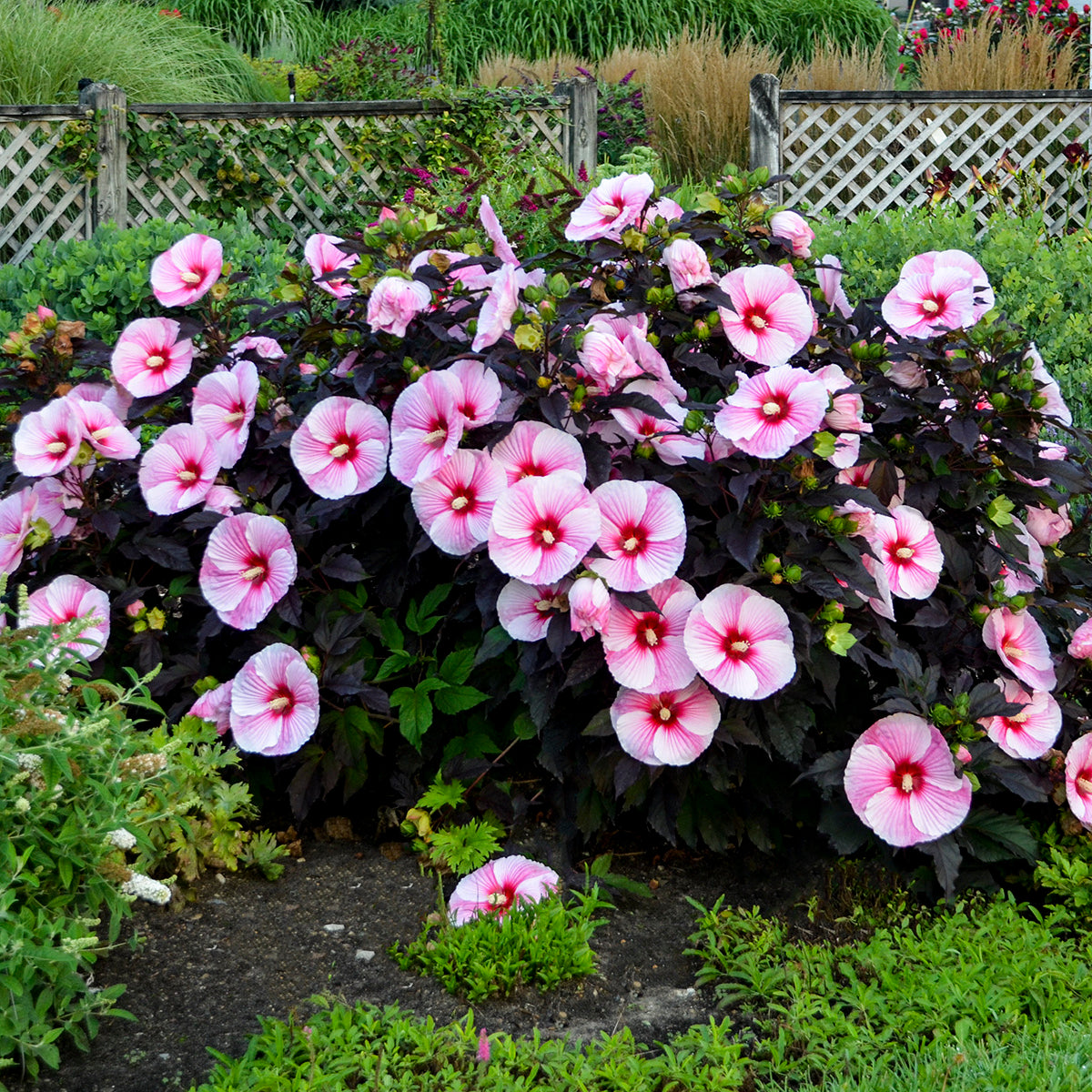 Hibiscus x Starry Starry Night PP27901 Rose Mallow