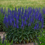 Veronica x Wizard of Ahhs PP31044, CPBRAF Spike Speedwell