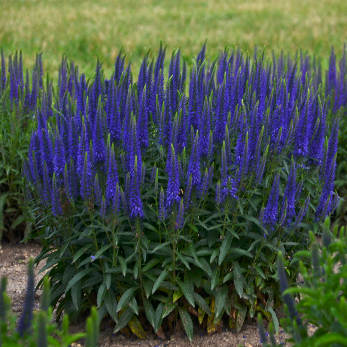 Veronica x Wizard of Ahhs PP31044, CPBRAF Spike Speedwell