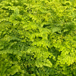 Adiantum venustum Himalayan Maidenhair Fern