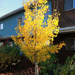 Ginkgo biloba Presidential Gold The President Presidential Gold Maidenhair Tree