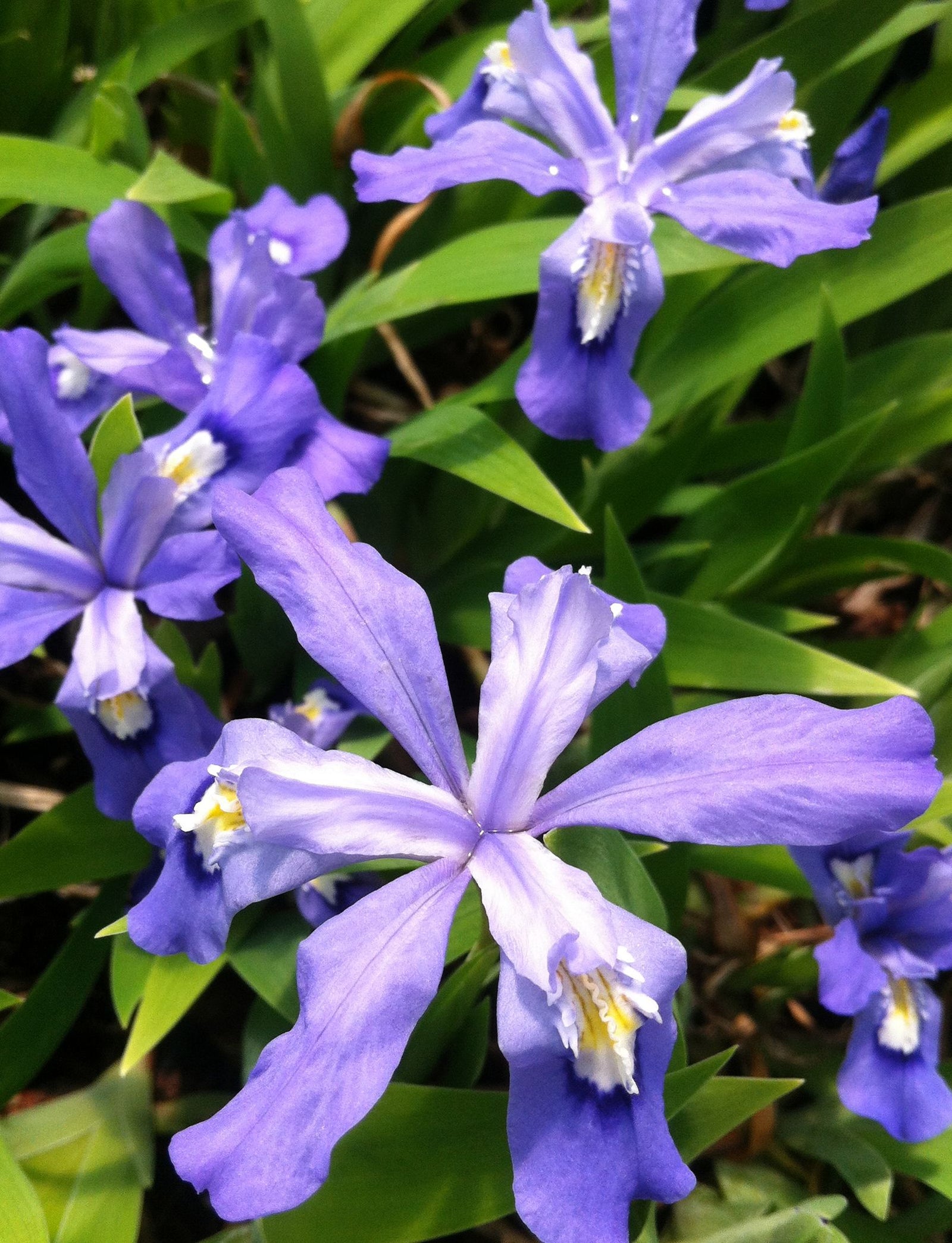 Iris cristata Crested Iris