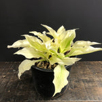 Hosta White Feather Plantain Lily