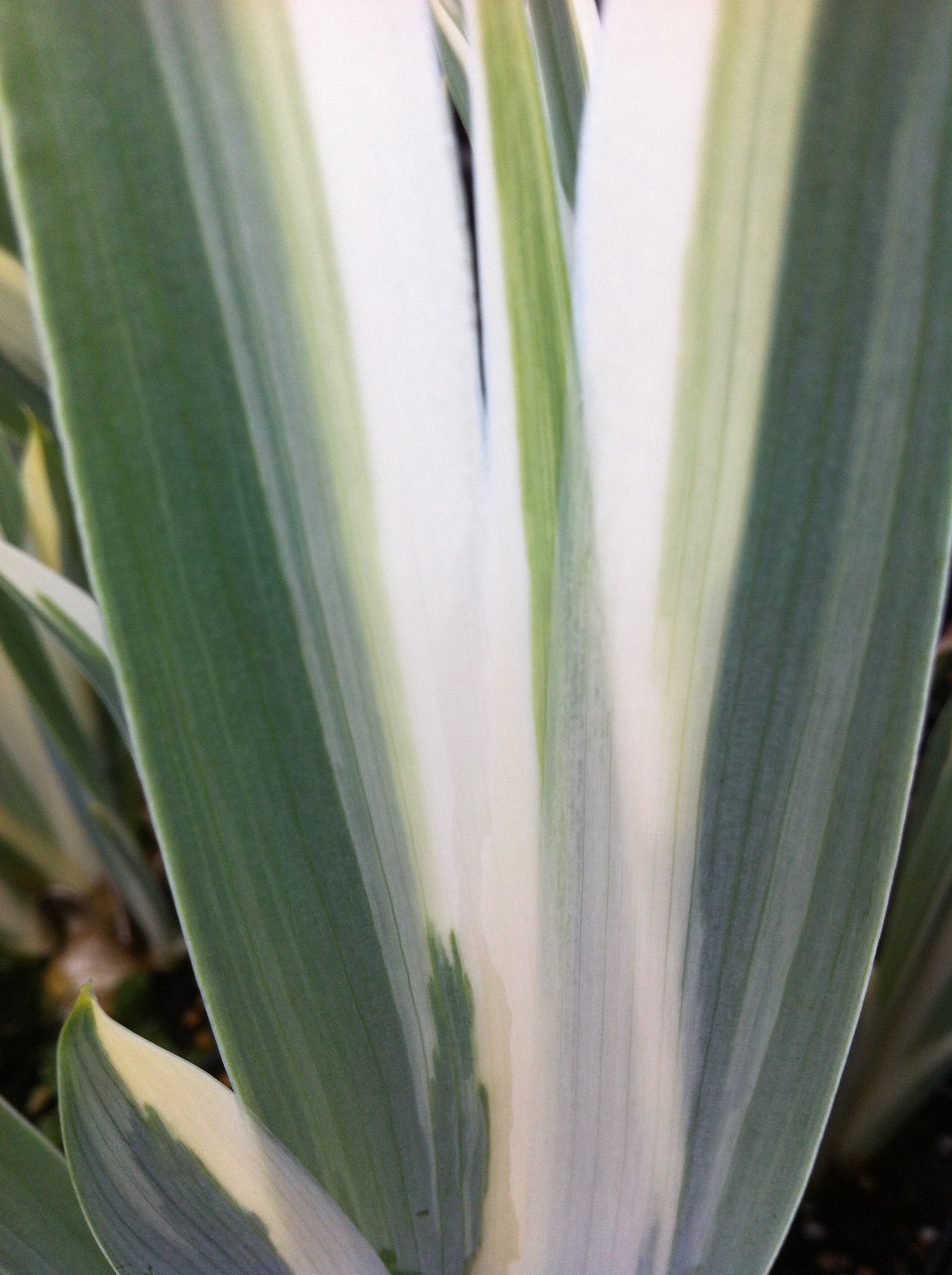 Iris pallida Argentea Variegata Variegated Sweet Iris