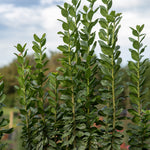 Ligustrum vulgare Straight Talk Swift Straight Talk Privet