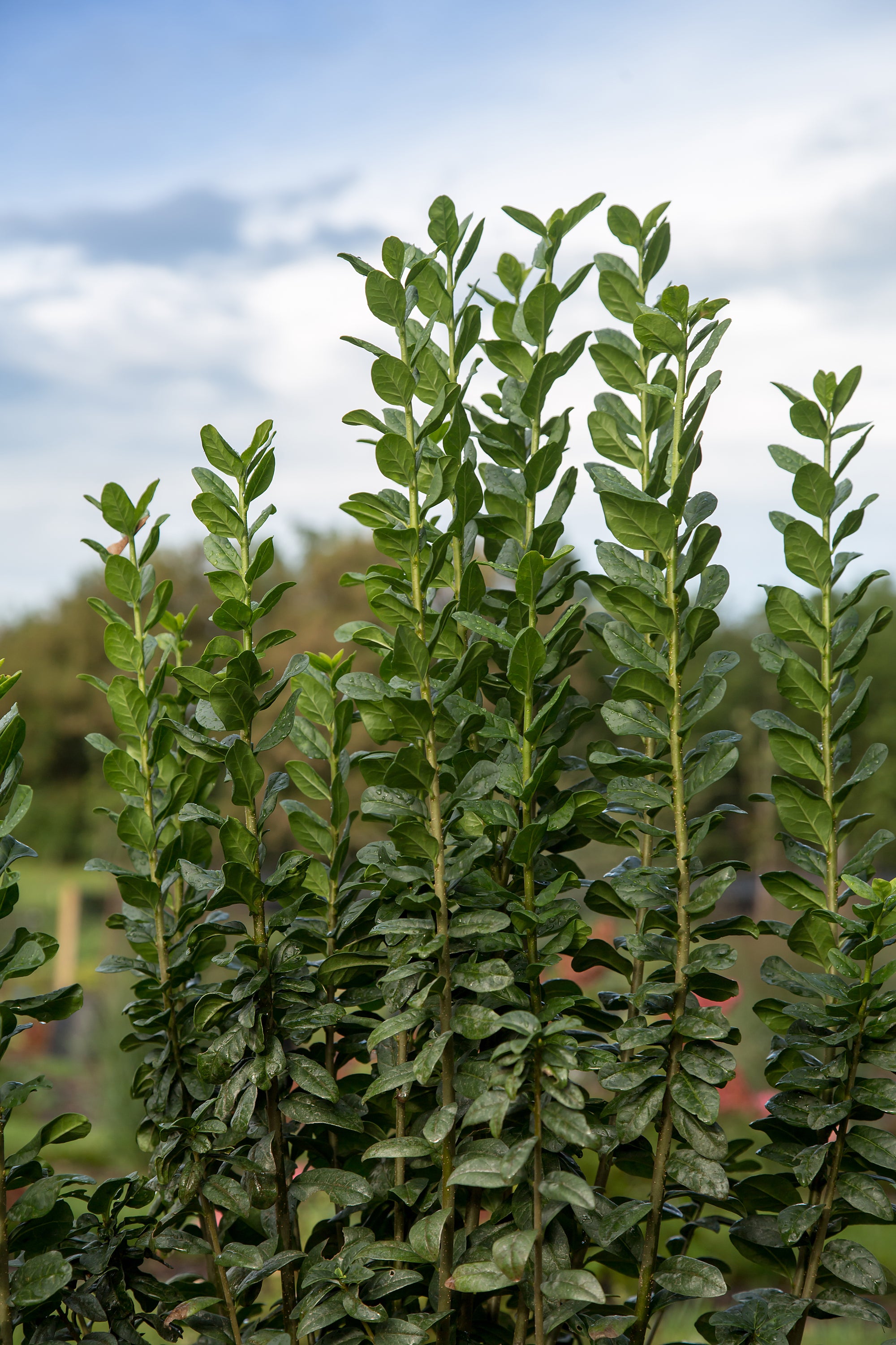 Ligustrum vulgare Straight Talk Swift Straight Talk Privet
