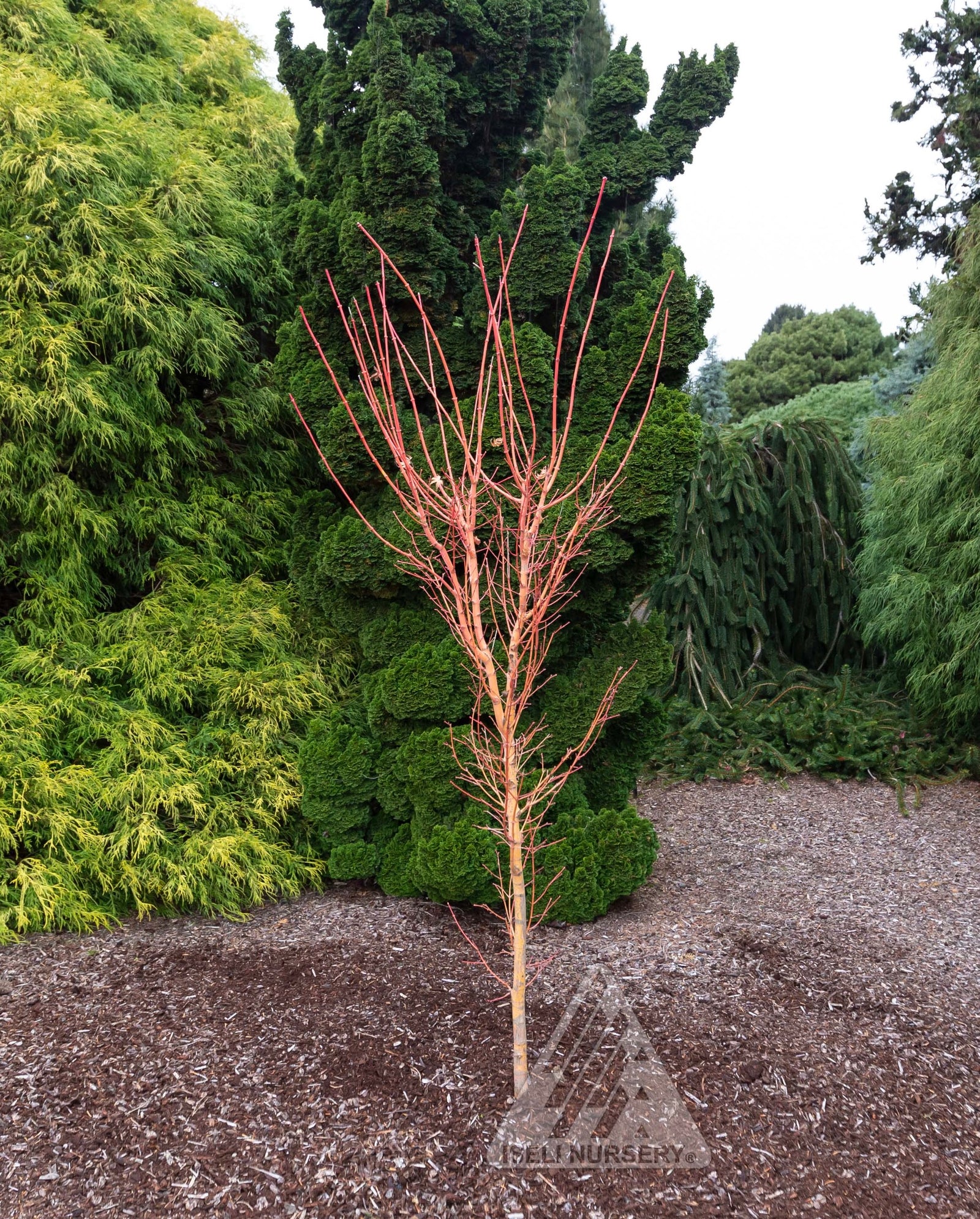 Acer palmatum Bihou Bihou Japanese Maple