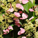 Schizophragma hydrangeoides Roseum Pink Japanese Hydrangea