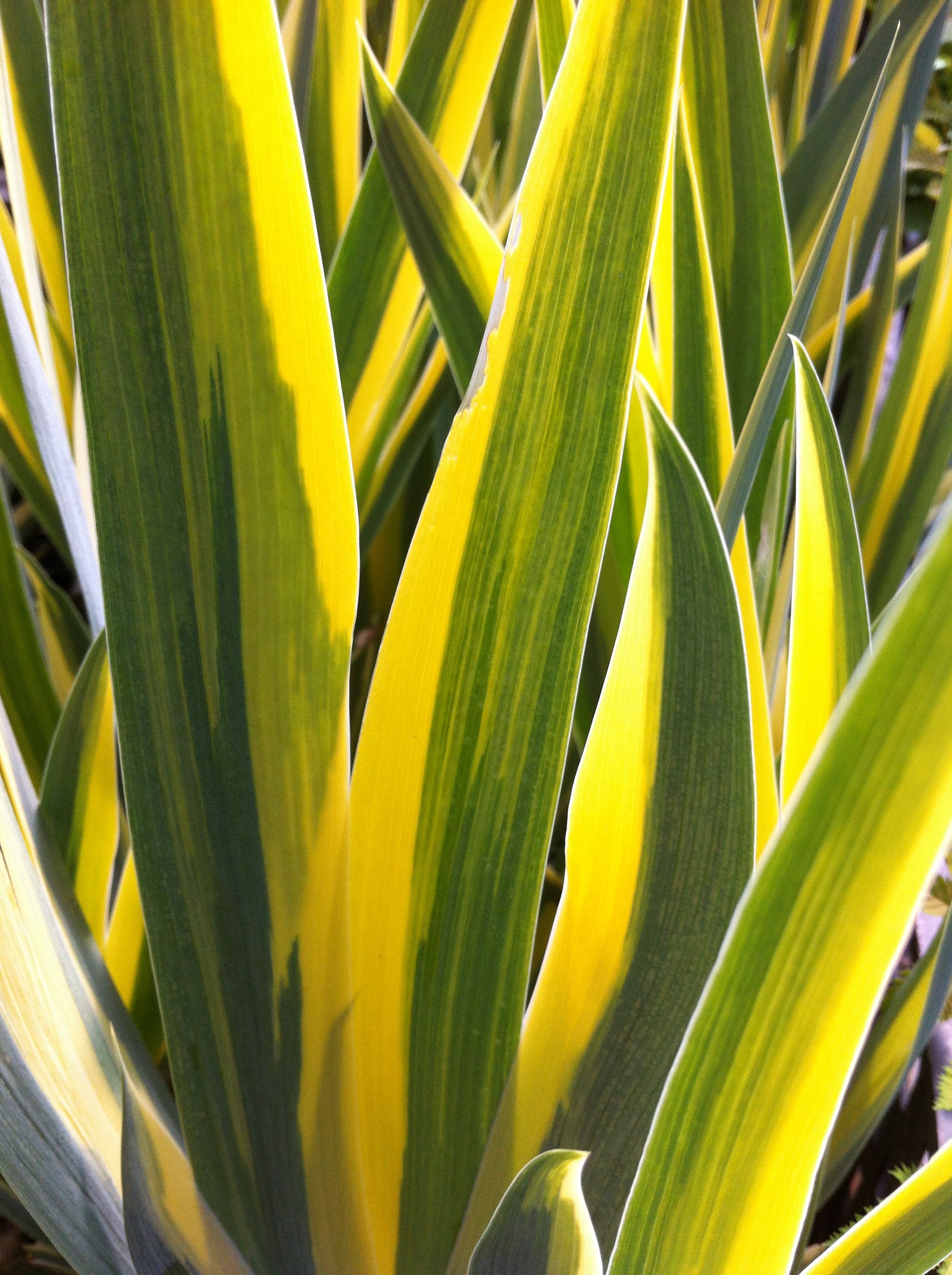Iris pallida Aureo Variegata Variegated Sweet Iris