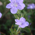 Ruellia humilis Wild Petunia
