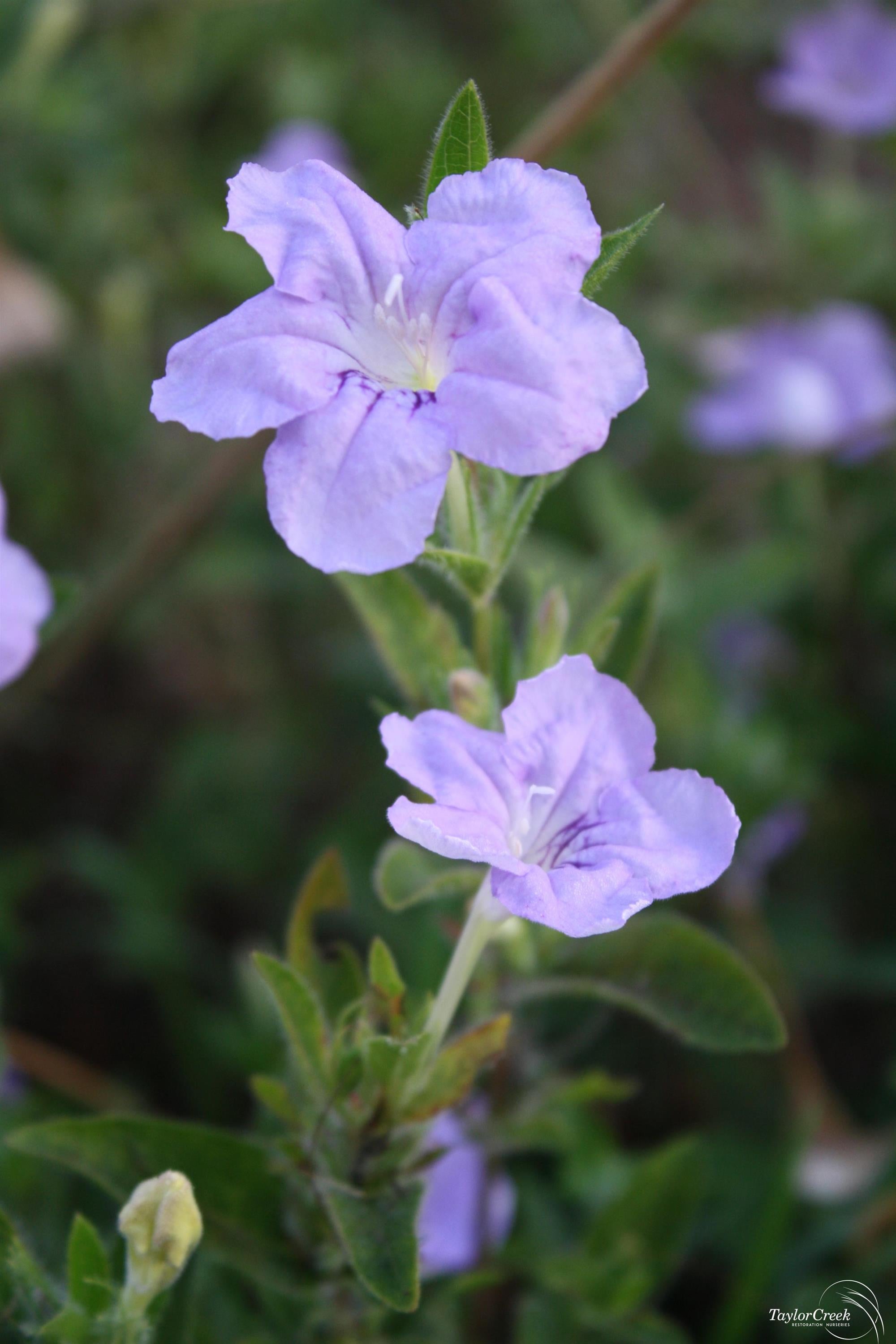 Ruellia humilis Wild Petunia