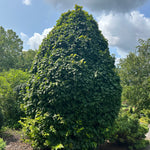 Carpinus betulus Columnaris Nana Dwarf Columnar Hornbeam