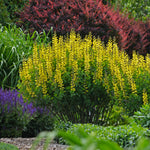 Baptisia x Lemon Meringue PP24280, CPBR5097 Lemon Meringue False Indigo