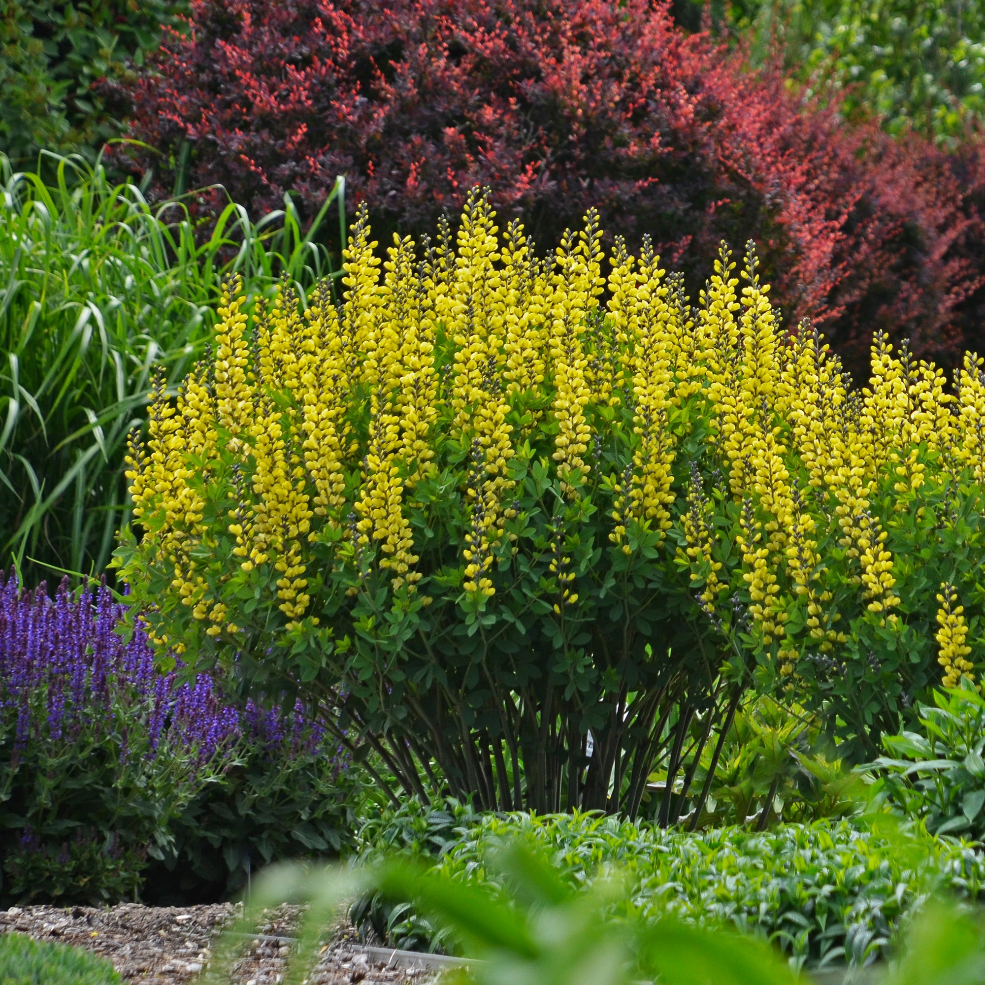 Baptisia x Lemon Meringue PP24280, CPBR5097 Lemon Meringue False Indigo