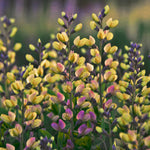 Baptisia x Pink Lemonade PP30669, CPBRAF Pink Lemonade False Indigo
