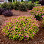 Spiraea japonica Rainbow Fizz Matgold PP28876, CPBR5634 Rainbow Fizz Spirea