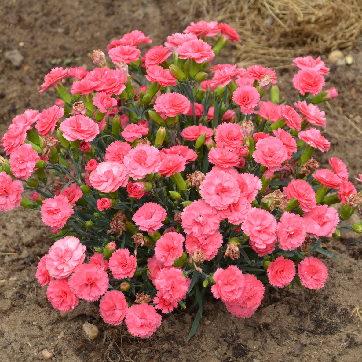 Dianthus x Classic Coral PP30048, CPBRAF Classic Coral Dianthus