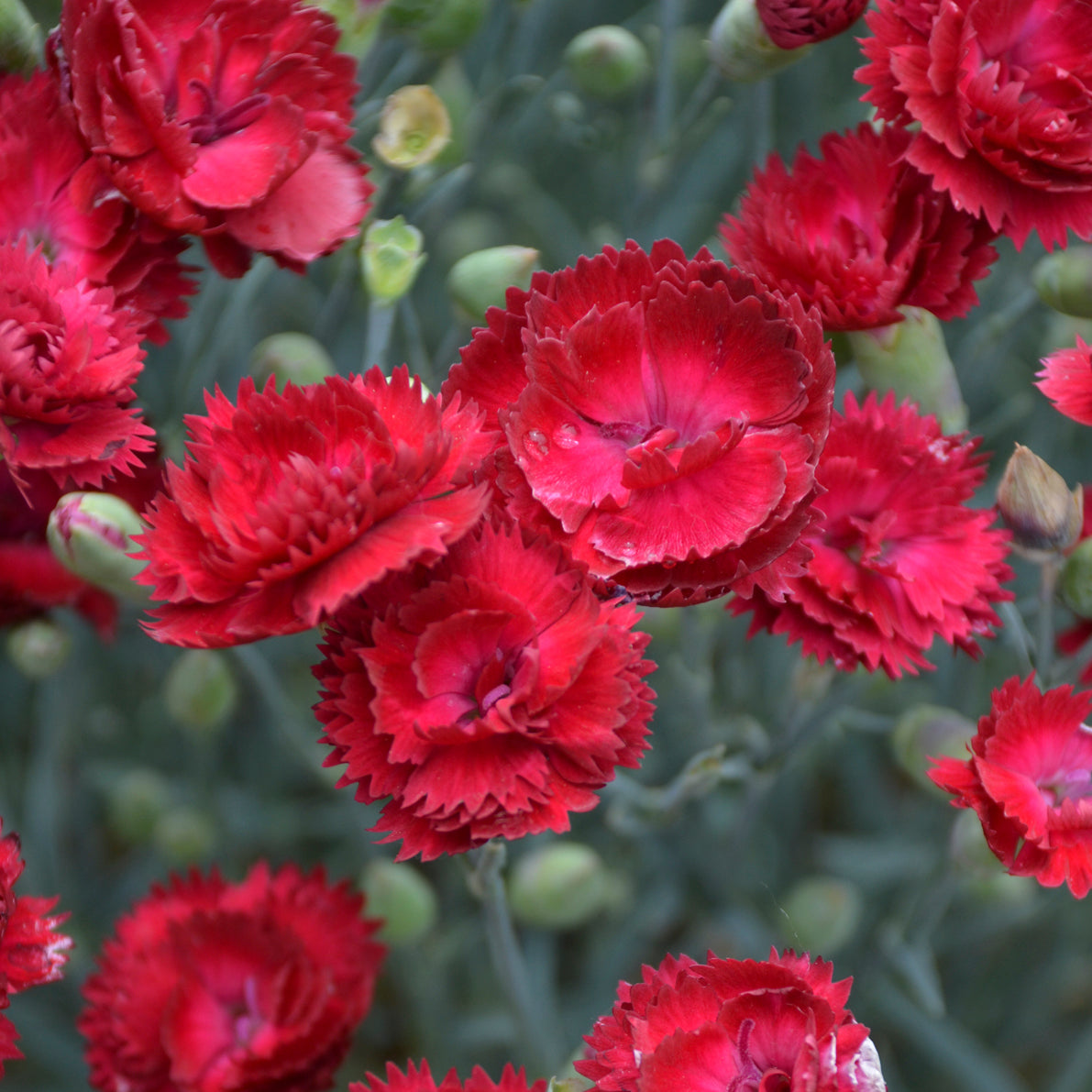 Dianthus x Electric Red PP29591 Dianthus Electric Red