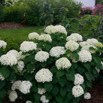 Hydrangea arborescens Invincibelle Limetta NCHA8 PP30431, CPBRAF Invincibelle Limetta Hydrangea