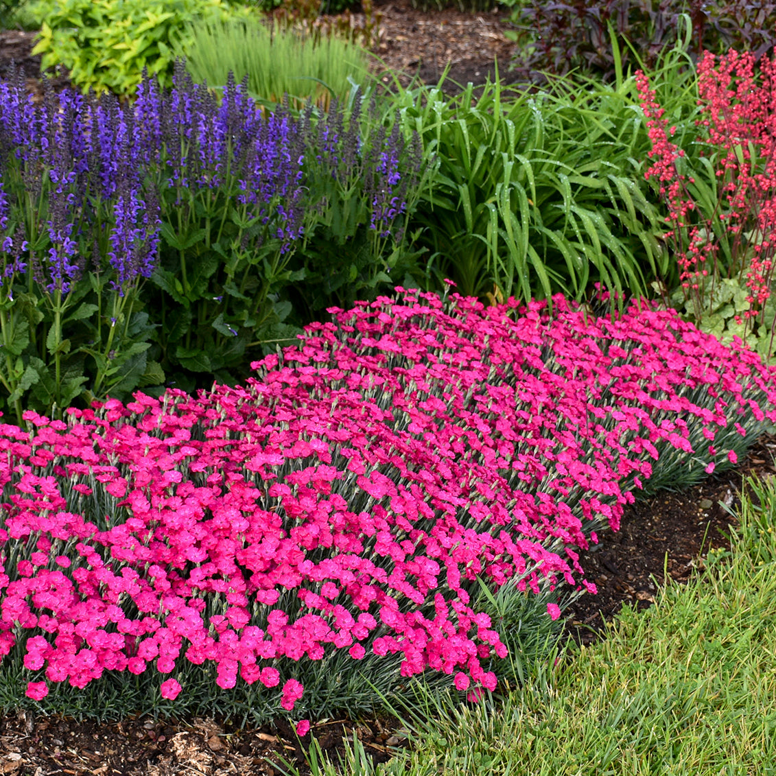 Dianthus x Paint the Town Magenta PP29222, CPBR5816 Pinks