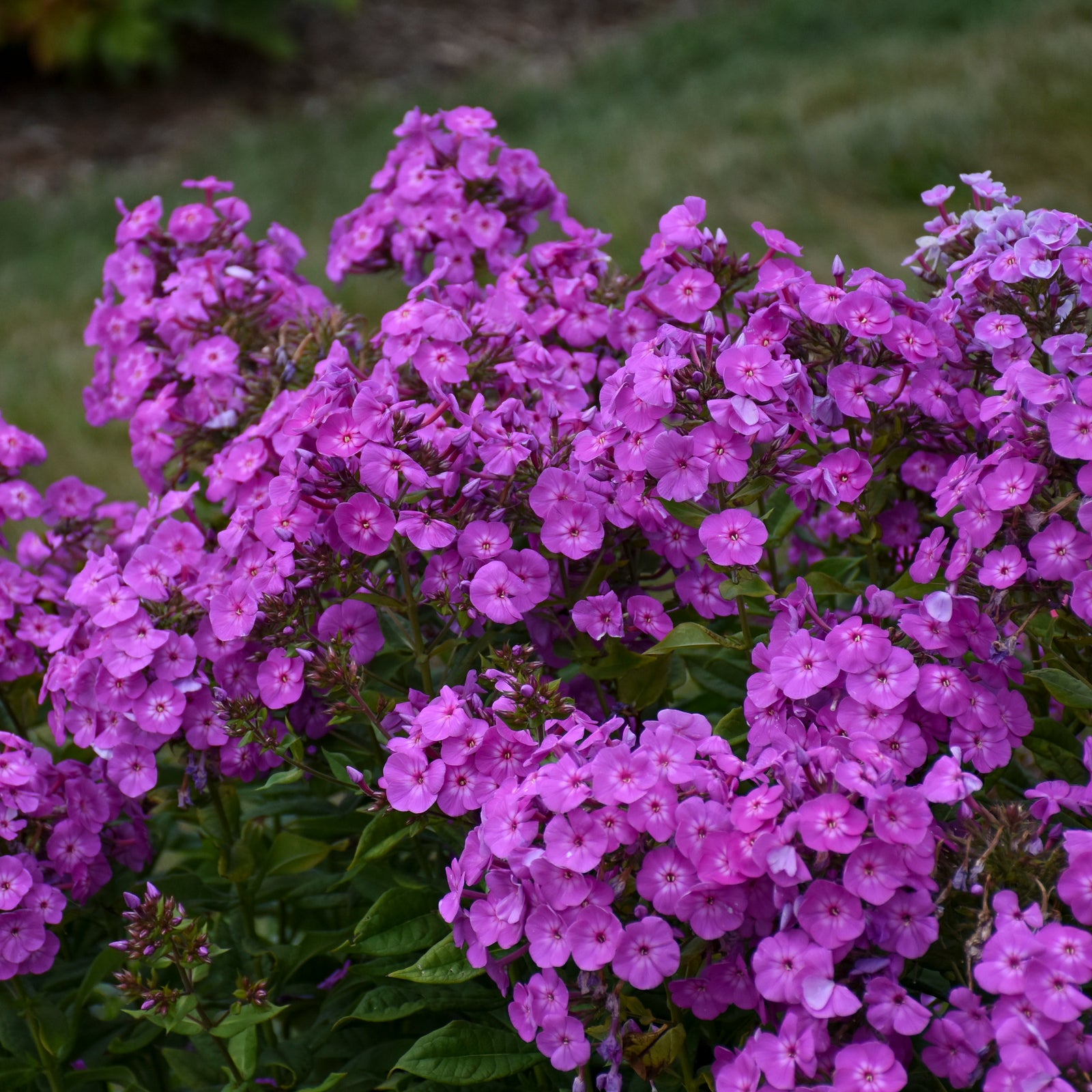 Phlox paniculata Cover Girl PPAF Tall Garden Phlox