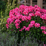 Phlox paniculata Glamour Girl PP25778 Tall Garden Phlox
