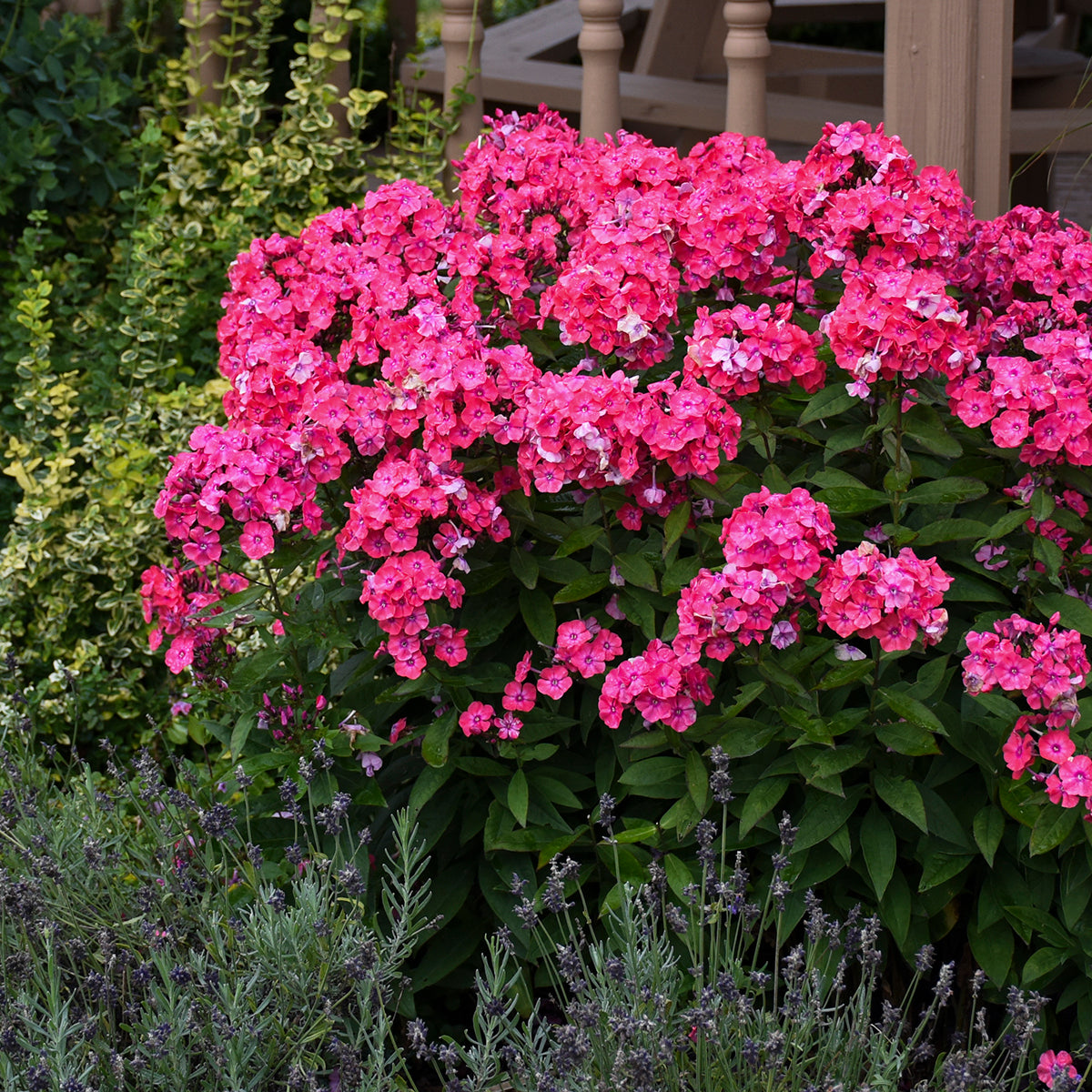 Phlox paniculata Glamour Girl PP25778 Tall Garden Phlox