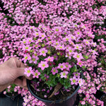Saxifraga x Touran Pink Touran Pink Saxifrage