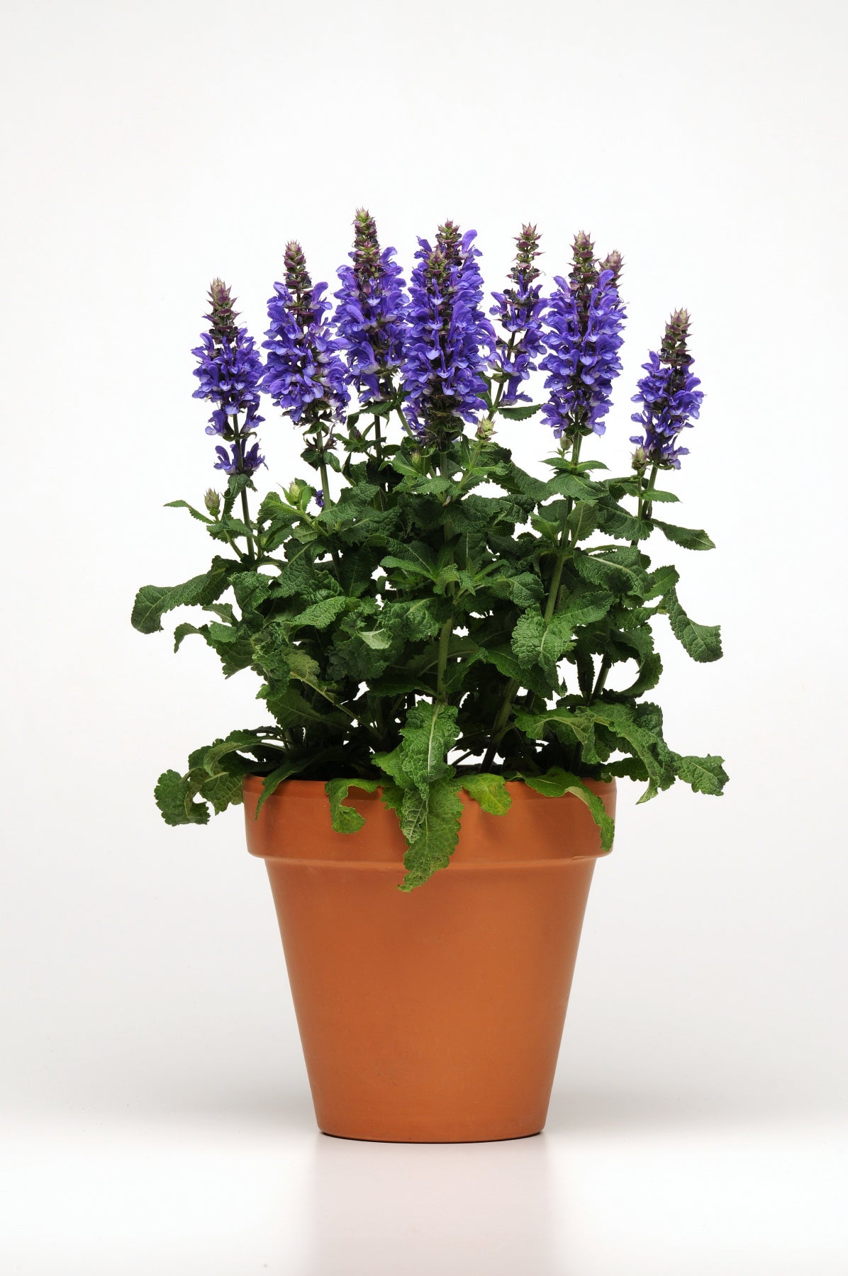 Salvia nemorosa Blue Marvel PPAF Meadow Sage