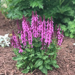 Salvia nemorosa Rose Marvel PP30118 Meadow Sage