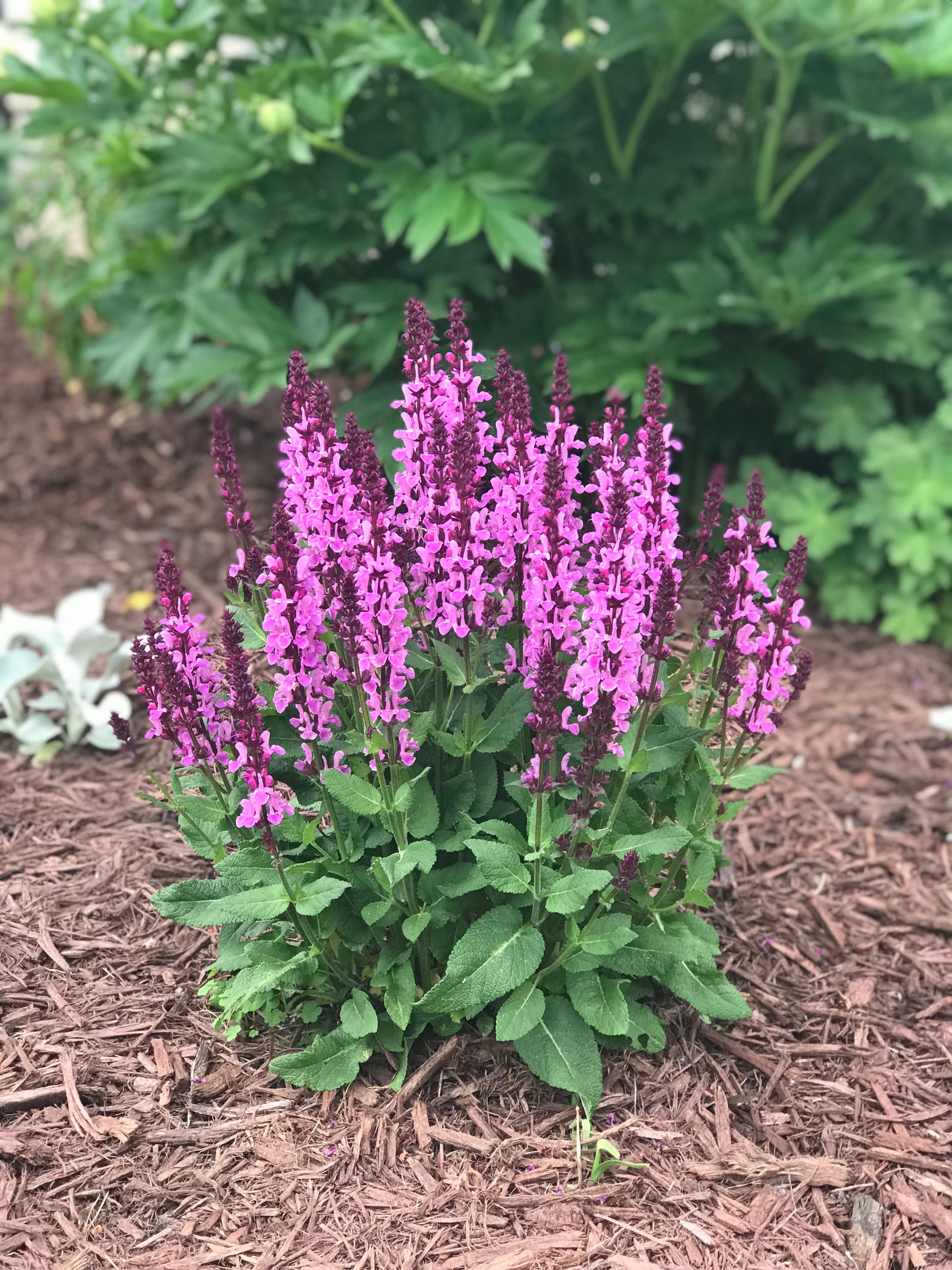 Salvia nemorosa Rose Marvel PP30118 Meadow Sage