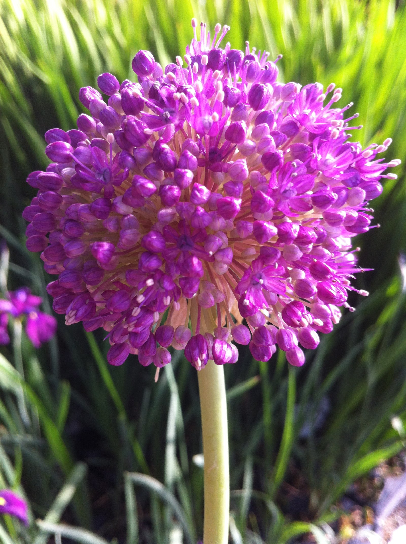 Allium giganteum Ornamental Onion