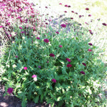 Knautia macedonica Mars Midget Dwarf Crimson Scabiosa