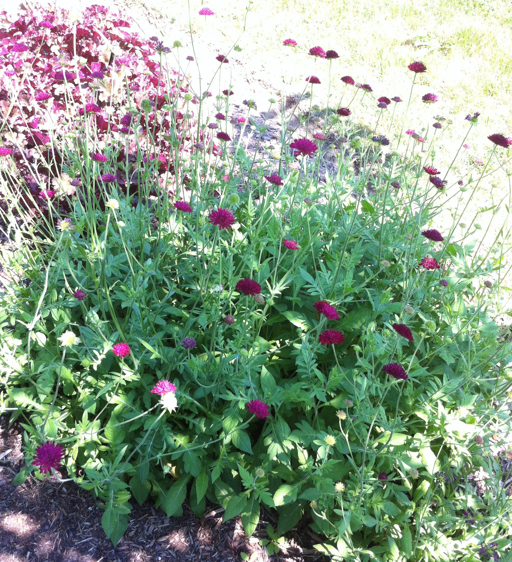 Knautia macedonica Mars Midget Dwarf Crimson Scabiosa