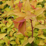 Spiraea japonica Firelight Firelight Spirea