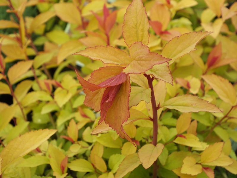 Spiraea japonica Firelight Firelight Spirea