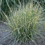 Miscanthus sinensis CP12511 Bandwidth TM CP12511 Bandwidth Maiden Grass