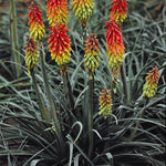 Kniphofia hirsuta Fire Dance Red Hot Poker