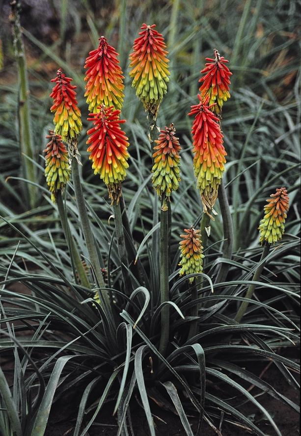 Kniphofia hirsuta Fire Dance Red Hot Poker