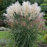 Miscanthus sinensis Encore PP29070 Encore Maiden Grass