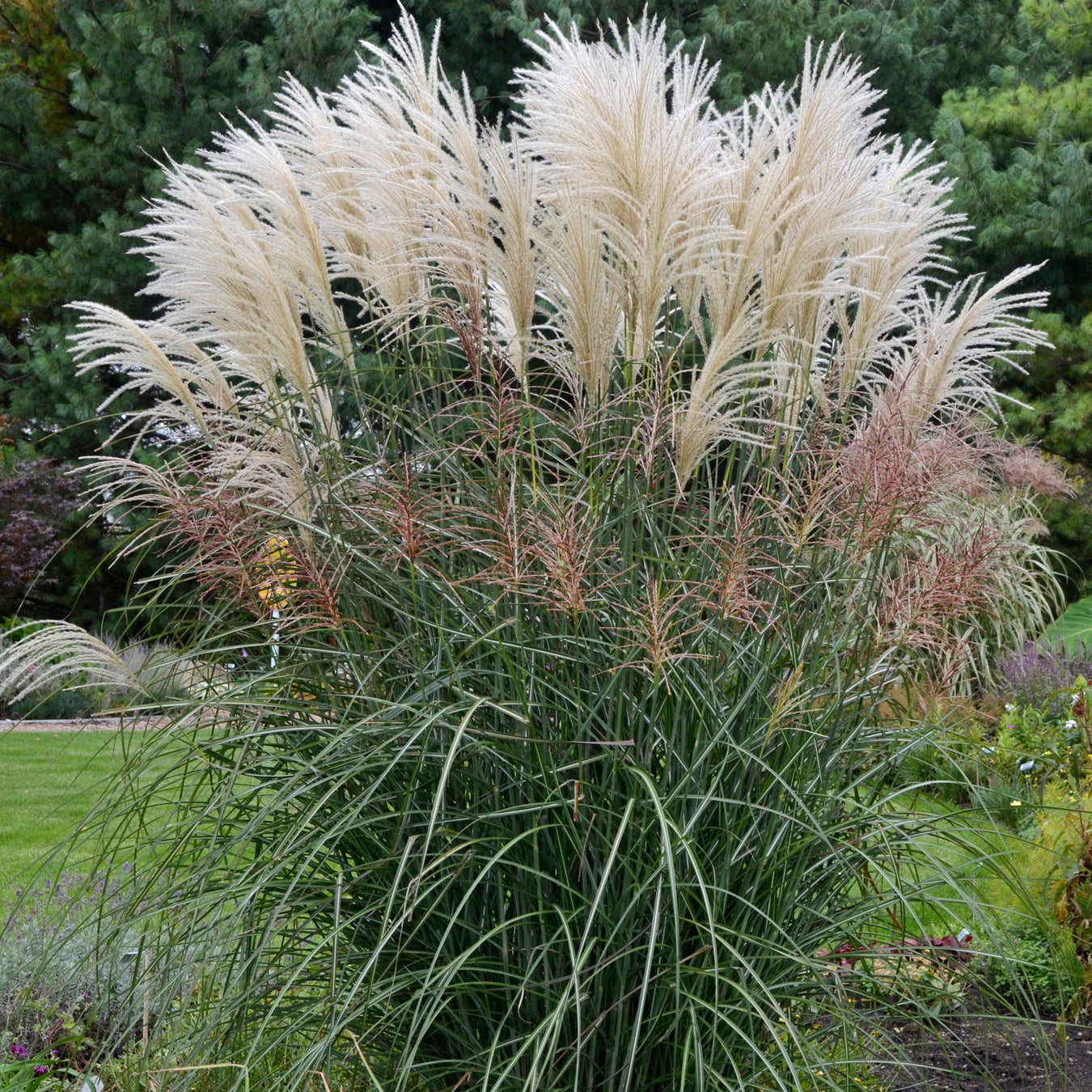 Miscanthus sinensis Encore PP29070 Encore Maiden Grass