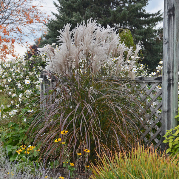 Oktoberfest Maiden Grass – GardenTap