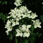Cornus kousa Galilean Galzam Galilean Dogwood
