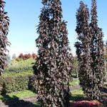 Malus Dreamweaver Dreamweaver Crabapple