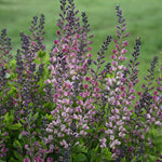Baptisia x Pink Truffles PP26588, CPBRAF Pink Truffles False Indigo