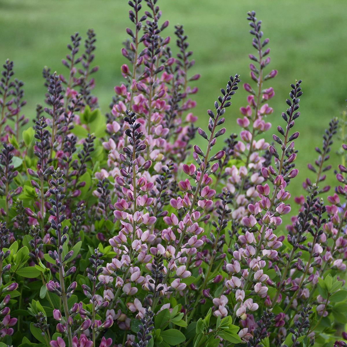 Baptisia x Pink Truffles PP26588, CPBRAF Pink Truffles False Indigo