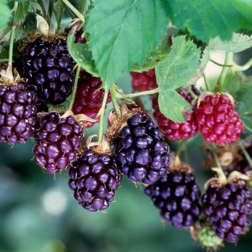 Boysenberry (Rubus ursinus x R. idaeus) Boysenberry