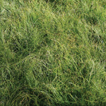 Carex appalachica Appalachian Sedge