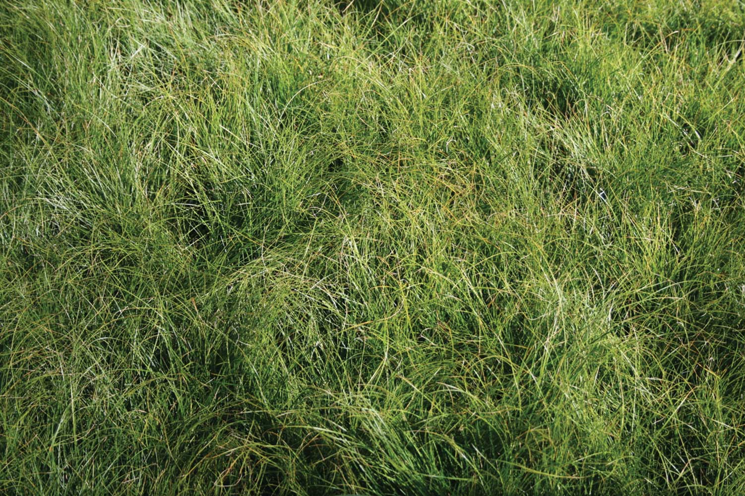 Carex appalachica Appalachian Sedge