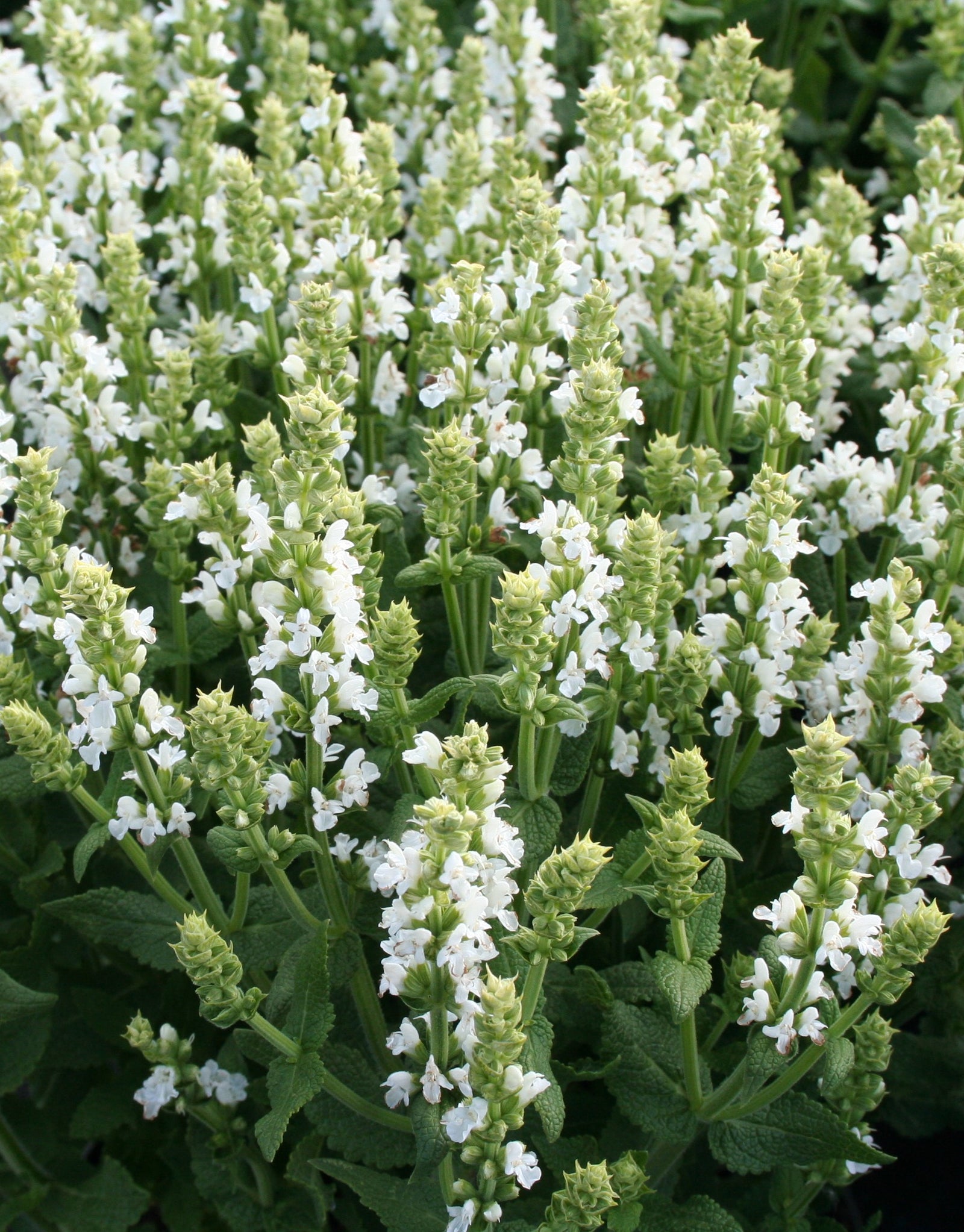 Salvia nemorosa Sensation White Sensation White Sage